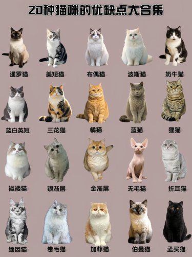 盘点｜20种宠物猫的"天使"与"恶魔"面！|