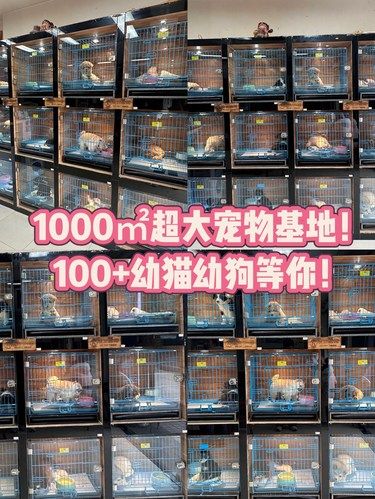 1000㎡超大宠物基地‼️100+猫狗萌宠‼️