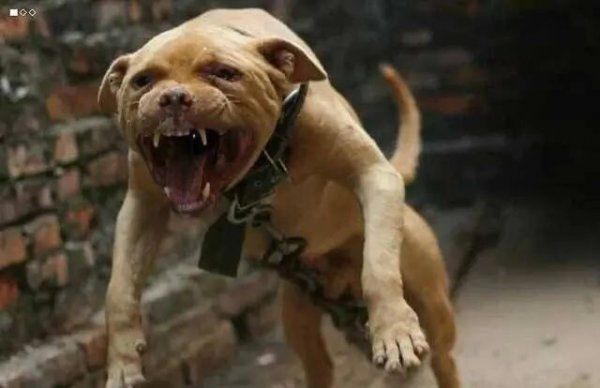 世界最凶猛的犬