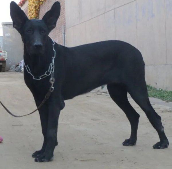 世界最凶猛的犬