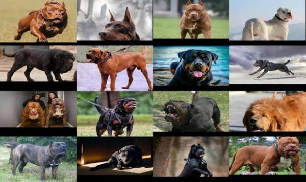 世界最凶猛的犬类