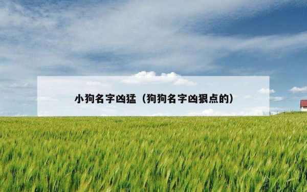 小狗名字凶猛（狗狗名字凶狠点的）