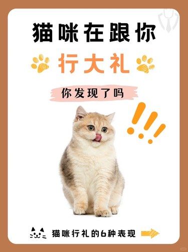 你居然不知道猫咪在跟你行大礼❓
