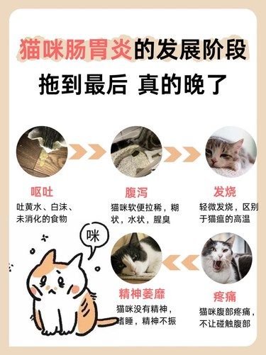 猫咪肠胃炎，你必须知道的这些！