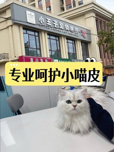 专业呵护小喵皮