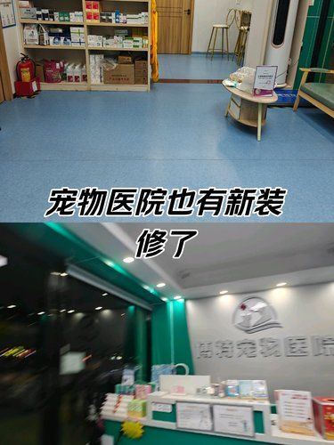 带着毛孩子体检的一天