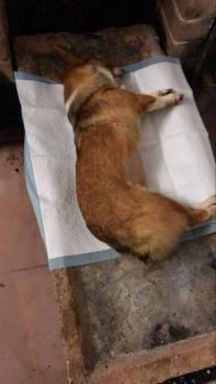 邢台宠物殡仪馆,邢台猫咪仓鼠等小型宠物火处理