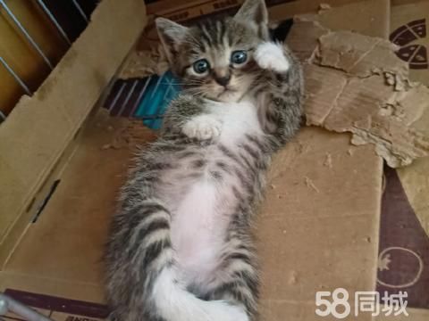 邢台宠物赠送/领养·奶猫寻主