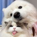 https://p0.meituan.net/userheadpicbackend/4209d6773af8af11af83c1e915254d86472423.jpg%40120w_120h_1e_1c_1l%7Cwatermark%3D0