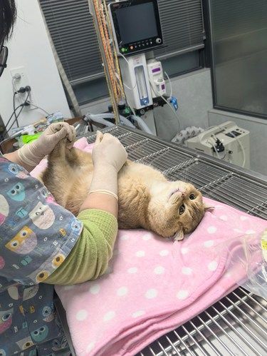 公猫绝育，真的又心疼又好笑