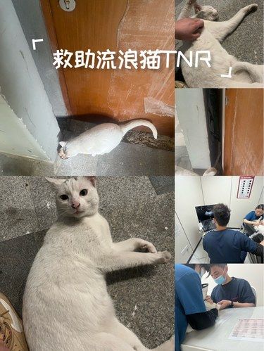 给亲人的流浪猫做TNR绝育手术