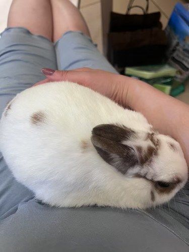 我的宠物日记：兔子VS猫咪