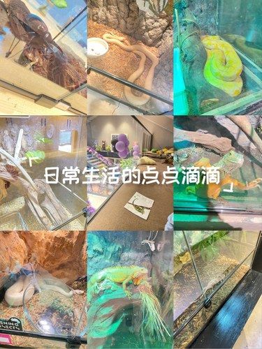 小动物的快乐时光