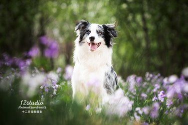 天津宠物摄影｜二月兰和边牧的适配度