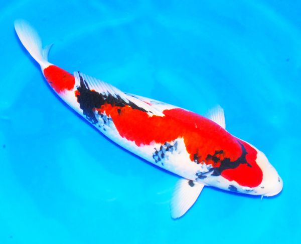 大正三色锦鲤