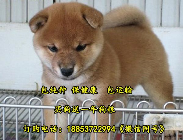 河南省郑州市狗市场