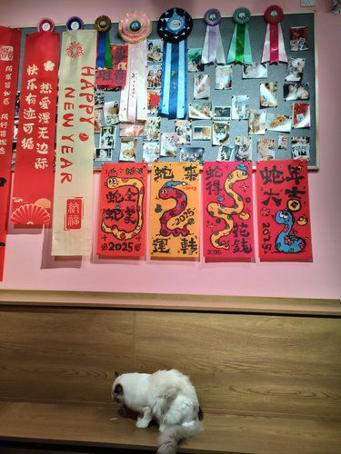 太治愈了小猫咪们