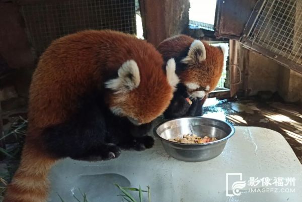 泡泳池、吹空调、住“避暑山庄”......动物们花式度夏