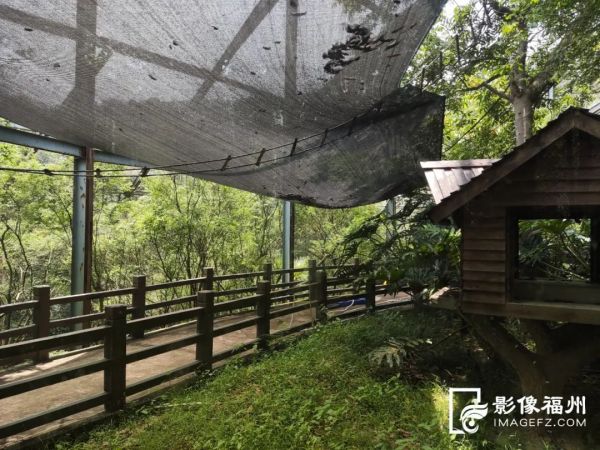 泡泳池、吹空调、住“避暑山庄”......动物们花式度夏