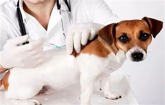 ​狗狗打针打哪里