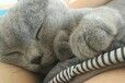 大连宠物医院电话