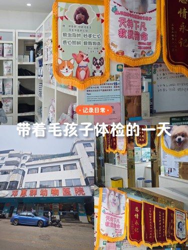 锦旗多到挂不下！东莞养宠人必码