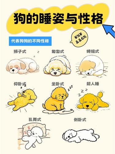 狗狗睡姿大揭秘，性格一看便知！