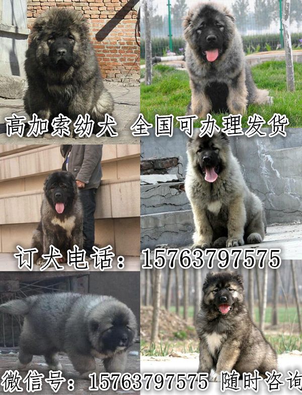 陕西西安长安狗场健康