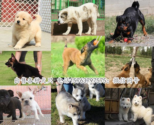 陕西西安长安狗场健康