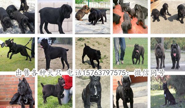 陕西西安长安狗场健康