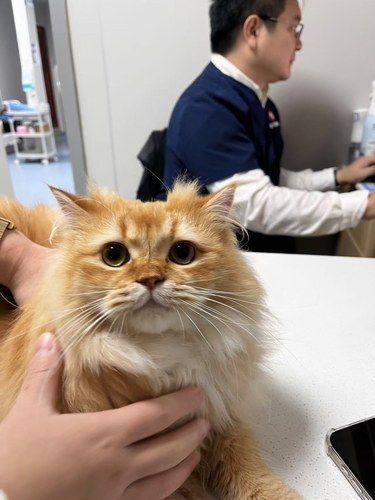猫咪补牙
