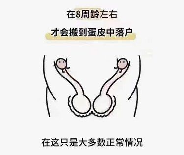 何为隐睾