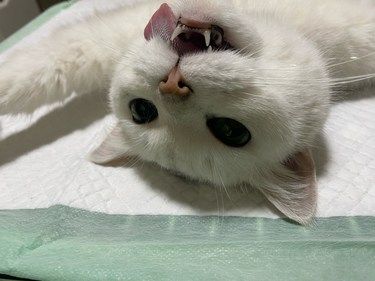 新都这家宠物医院真嘟爱辽～