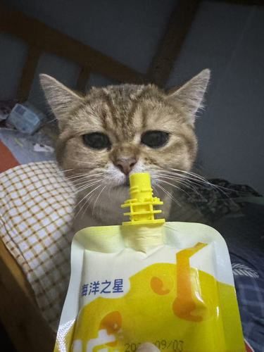 新都这家宠物医院真爱了
