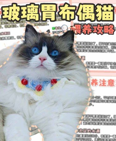 布偶猫怎么喂!软便真的很抓狂