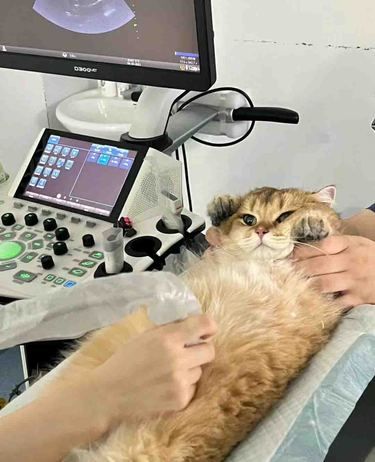 安瑞宠物医院，健康之守候