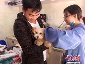 宠物身份证：你需要知道的一切？如何申请、使用、管理宠物身份证