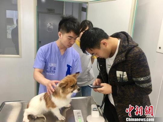 宠物身份证：你需要知道的一切？如何申请、使用、管理宠物身份证