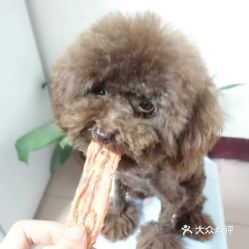 盐城宠物：了解盐城市宠物市场现状？盐城市宠物店排行榜