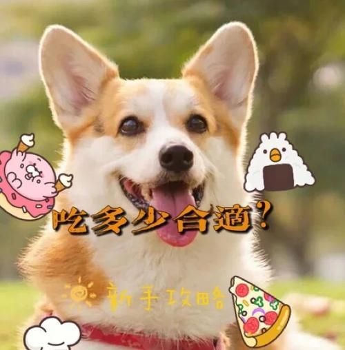 合理喂食，健康陪伴——养狗必备的喂养注意事项（宠物狗饮食需求的认知与实践）