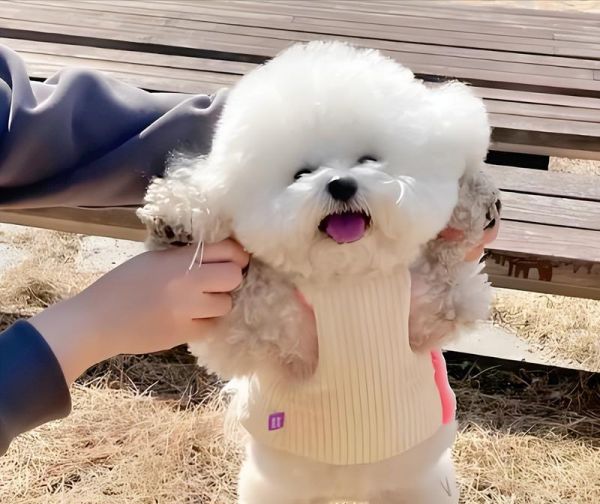 如何观察狗狗的健康状况