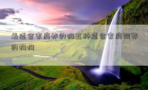 最适合家庭养的狗五种适合家庭饲养的狗狗