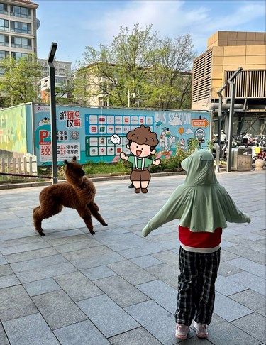 偶遇超萌小羊驼！