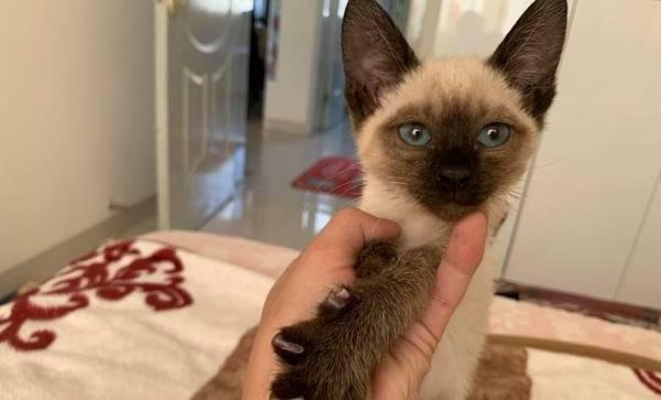 以缅因猫和暹罗猫杂交的结果及特点分析（探究缅因猫和暹罗猫杂交的宠物品种）