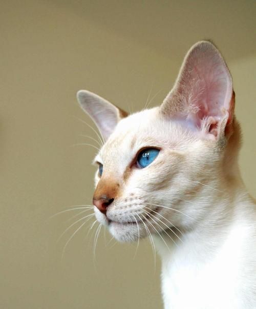 以缅因猫和暹罗猫杂交的结果及特点分析（探究缅因猫和暹罗猫杂交的宠物品种）