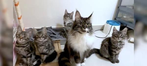 以缅因猫和暹罗猫杂交的结果及特点分析（探究缅因猫和暹罗猫杂交的宠物品种）