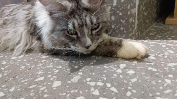 合肥正规缅因猫宠物店（12月更新中）