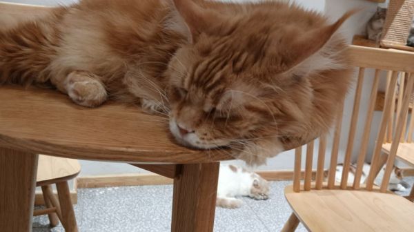 合肥正规缅因猫宠物店（12月更新中）