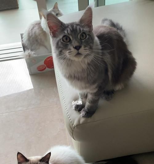 缅因猫和布偶猫谁更黏人（以宠物为主）