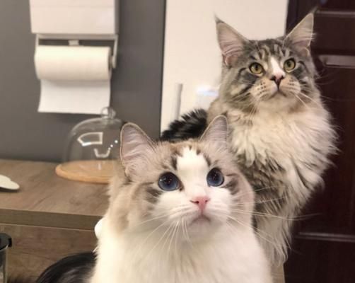缅因猫和布偶猫谁更黏人（以宠物为主）